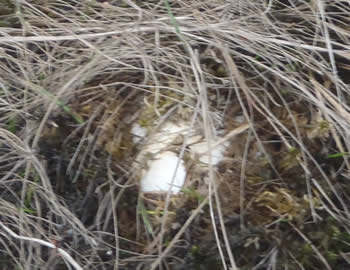 モリアオガエルの卵