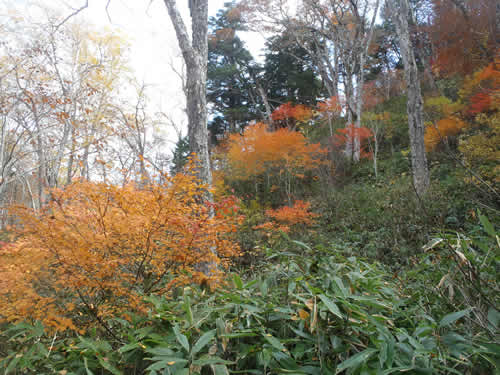 秋の森