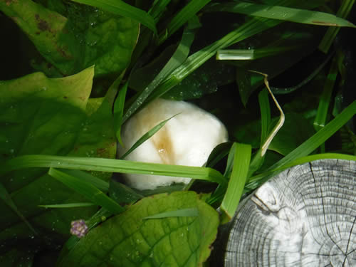 モリアオガエルの卵