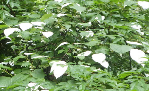 ミヤママタタビの葉