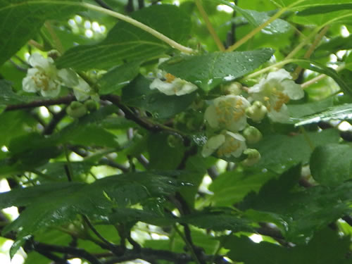 ミヤママタタビの花