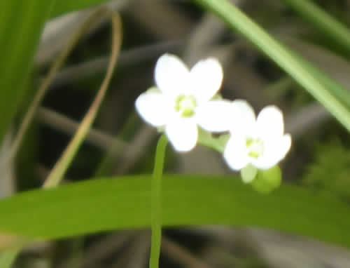 モウセンゴケの花