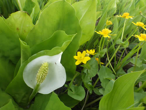 お花のみち