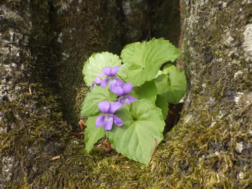 深山菫