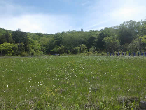 玉原湿原
