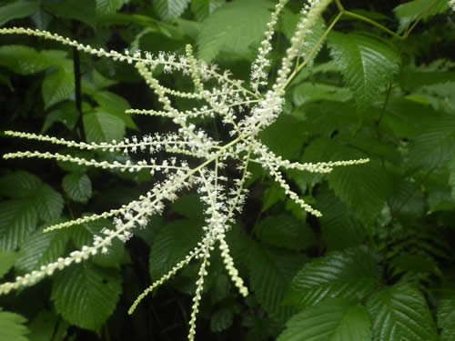 ヤマブキショウマの花