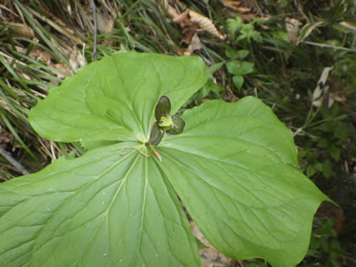 延齢草