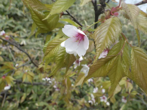 千島桜