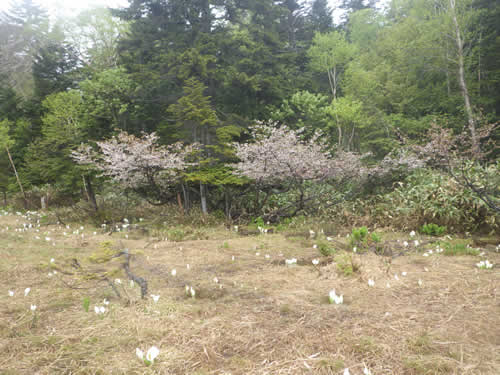サクラとミズバショウ