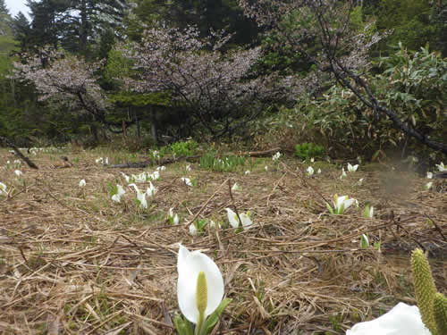 サクラとミズバショウアップ