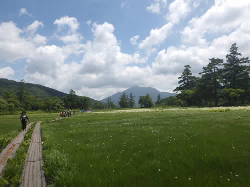 鎖尾瀬ヶ原ワタスゲ場