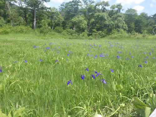 カキツバタ群