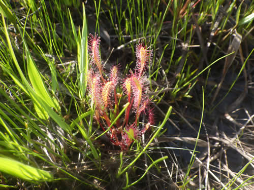 ナガバノモウセンゴケ