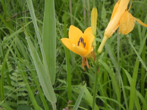 ニッコウキスゲ