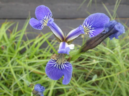 ヒオウギアヤメ