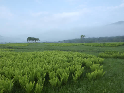 ヤマドリゼンマイ