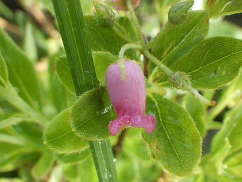 ガクウラジロヨウラク