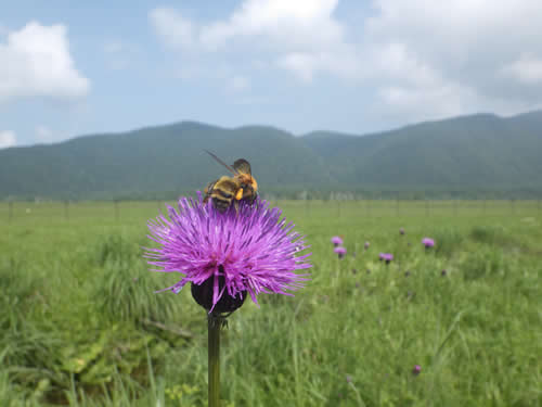 ノアザミとマルハナバチ
