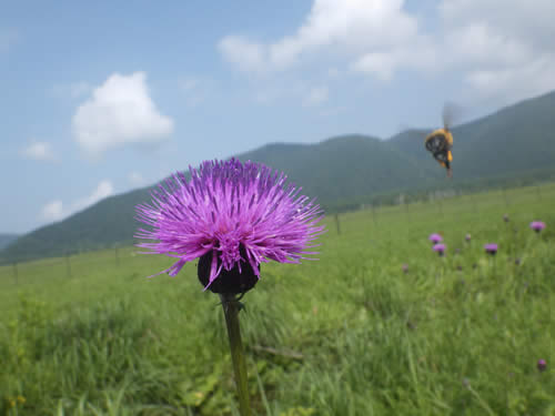 マルハナバチ飛翔