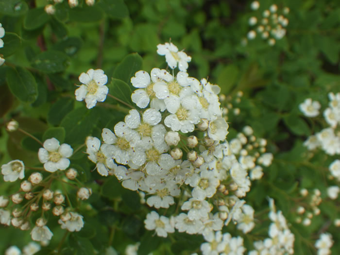 イワシモツケの花