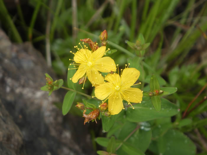 イワオトギリ？