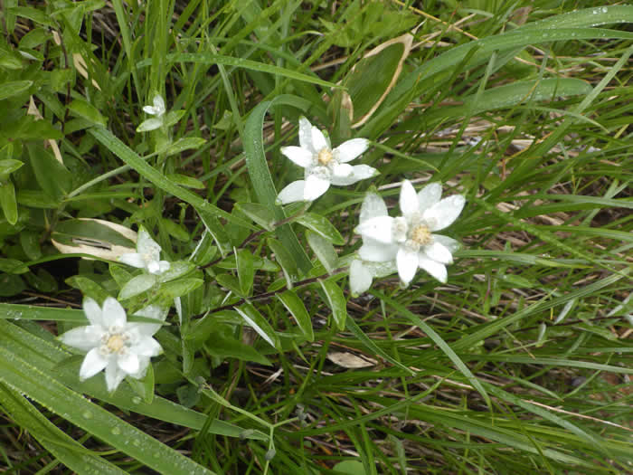 ミネウスユキソウ