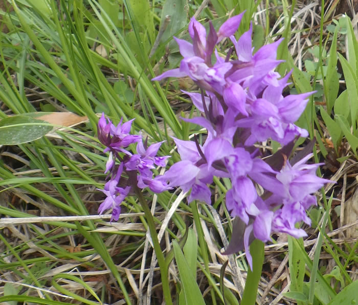 ハクサンチドリ