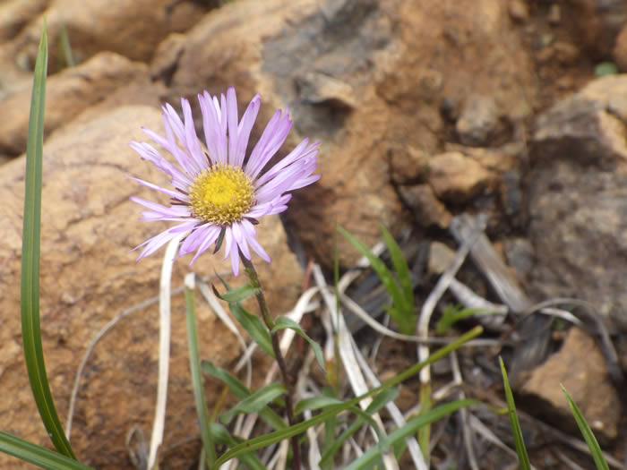 ジョウシュウアズマギク