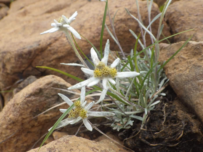 ホソバヒナウスユキソウ