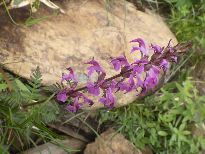 キタヨツバシオガマ