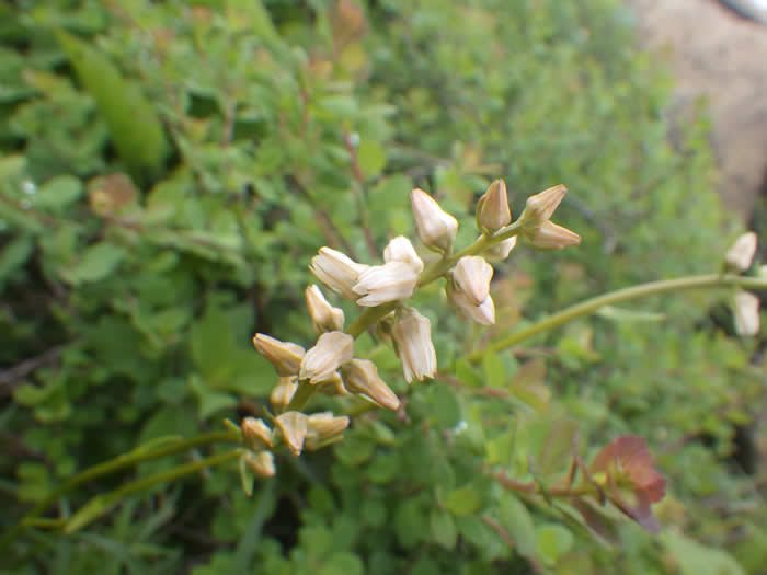 ネバリノギラン