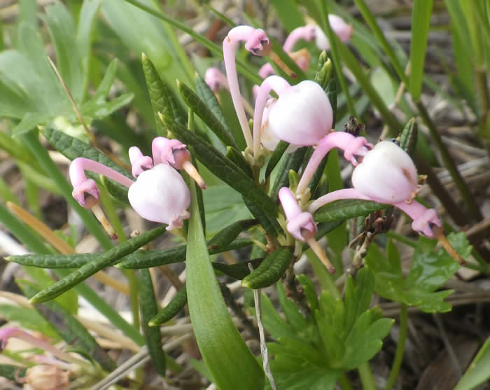 ヒメシャクナゲ