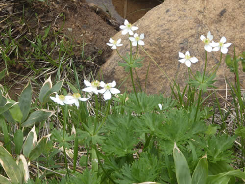 ハクサンイチゲ