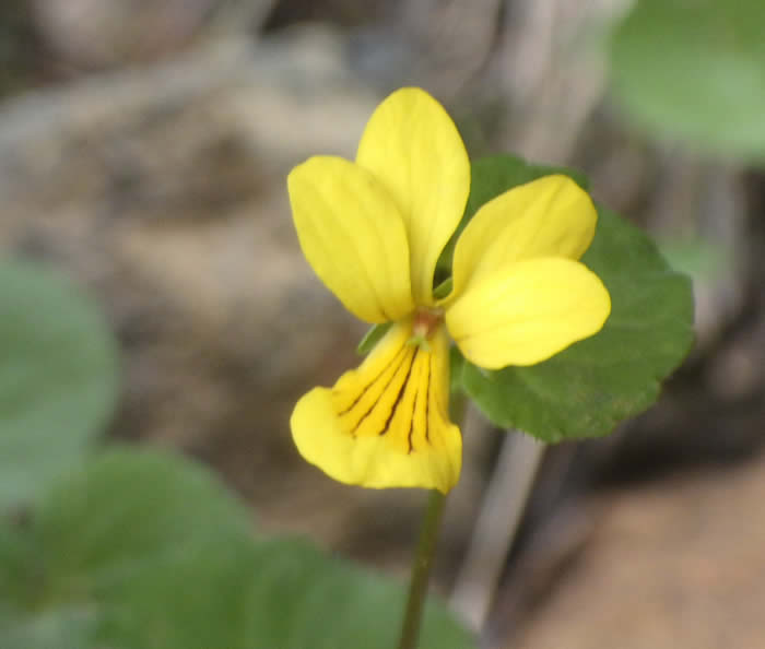 ジョウエツキバナノコノツメ