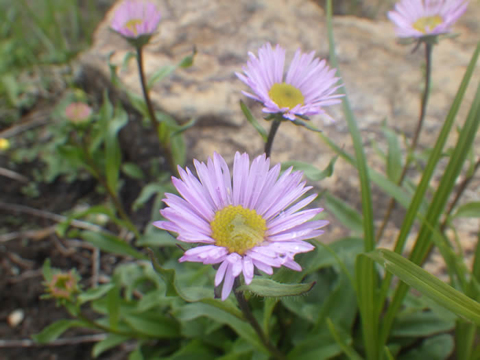 上州アズマギク