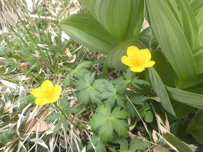 深山キンポウゲ