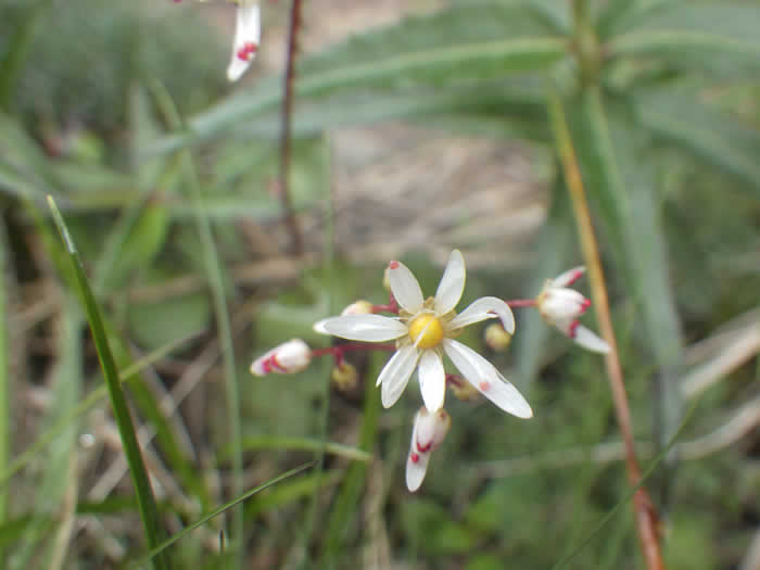 ウラベニダイモンジソウ