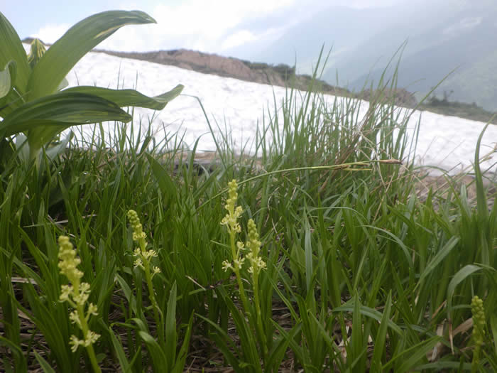 雪田とオゼソウ