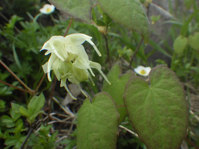 クモイイカリソウ