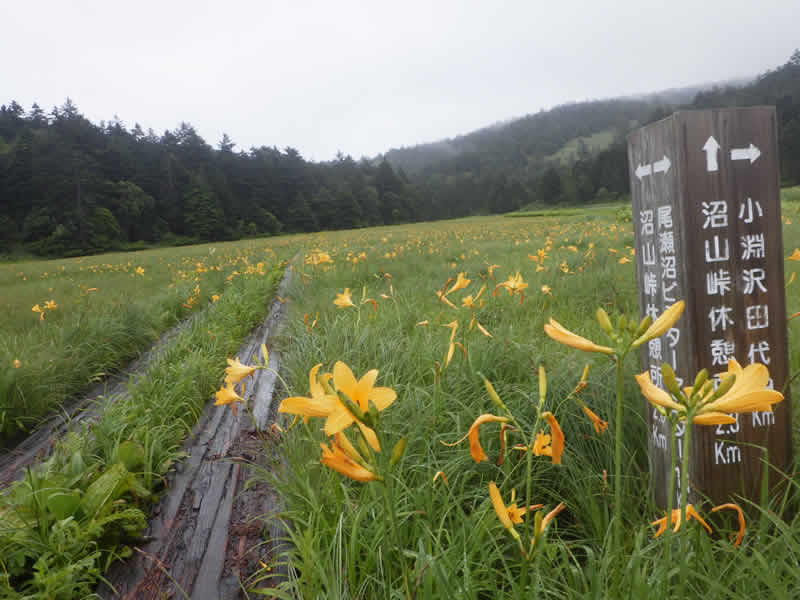 ニッコウキスゲ
