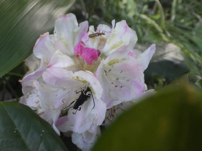 アズマシャクナゲ