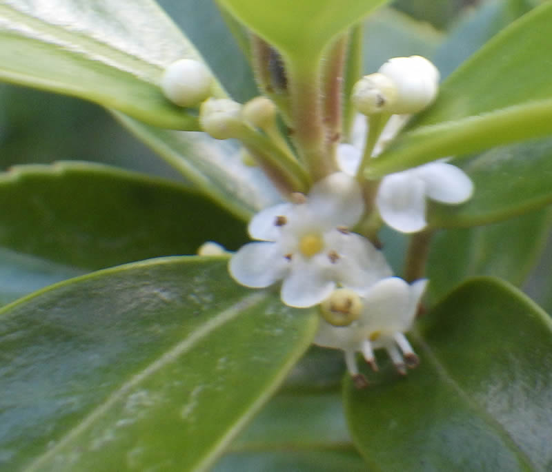 アカミノイヌツゲ