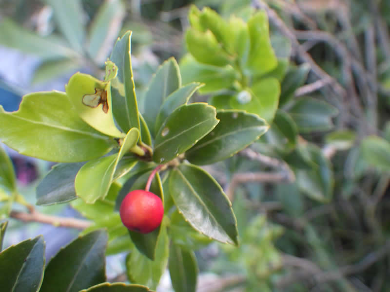 アカミノイヌツゲの実