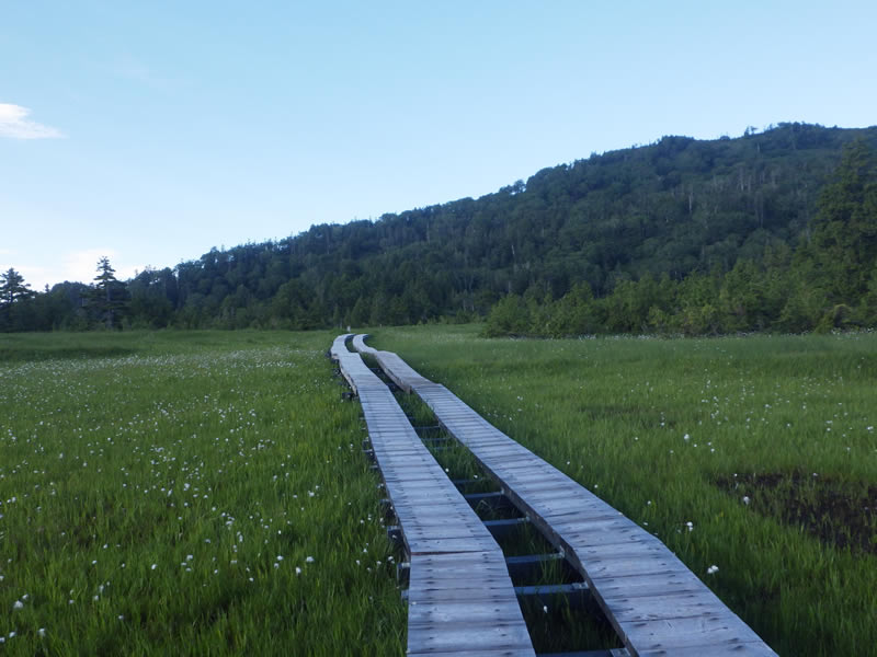 湿原とワタスゲ