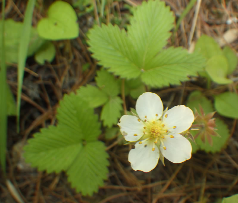 白花の蛇イチゴ