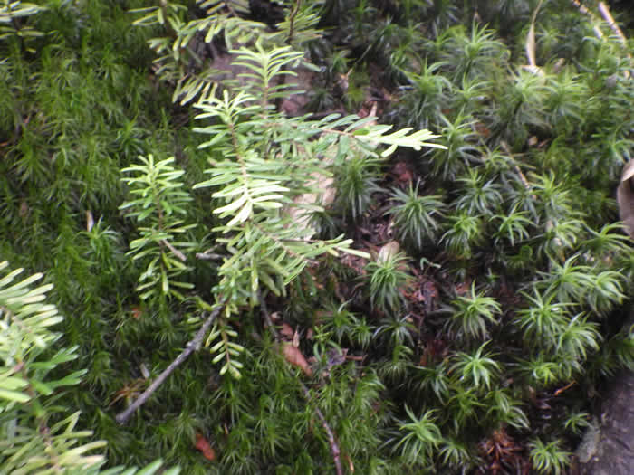 オオシラビソ幼木