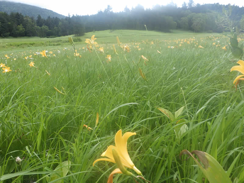 ニッコウキスゲ群。