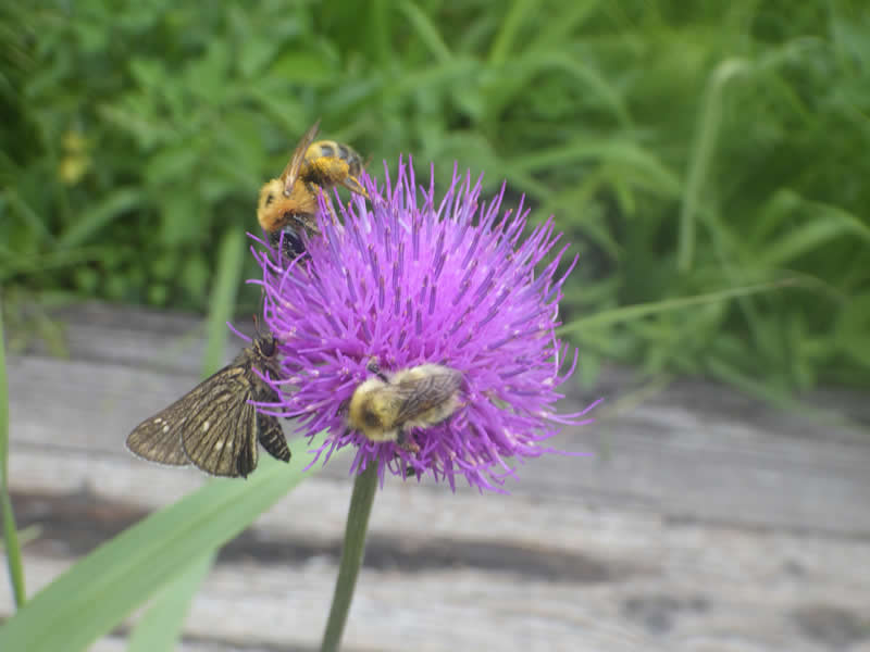 ノアザミと昆虫