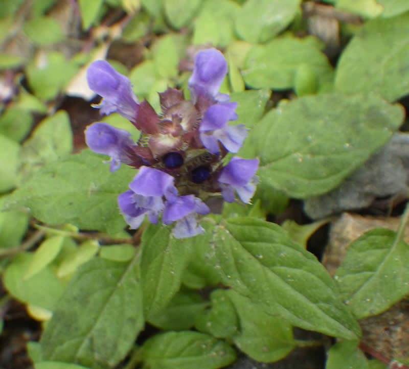 立山ウツボグサ