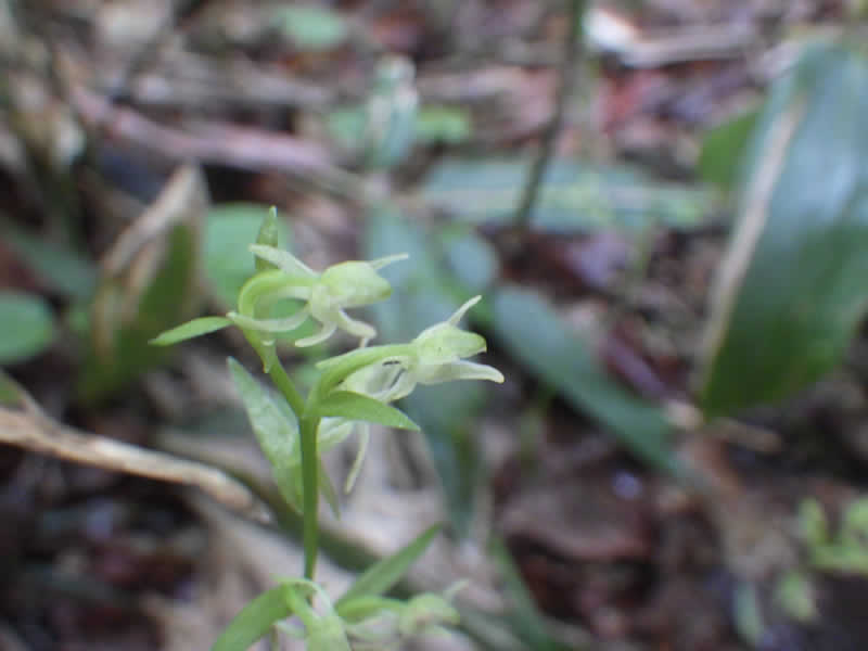 ツレサギソウ属